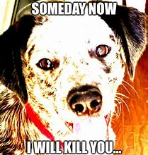 Image result for Killer Dog Meme