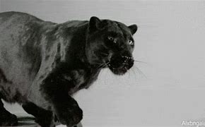 Image result for Uni Panthers GIF