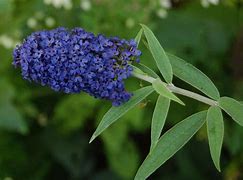 Image result for Buddleia davidii nanho blue