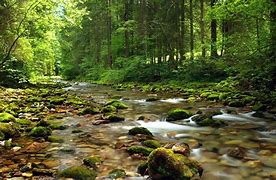 Image result for Landscapes Trees Forest with Stream