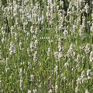 Image result for Lavandula augustifolia Edelweiss