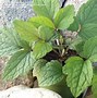 Image result for Clematis Heracleifolia