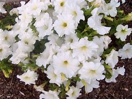 Image result for PETUNIA WHITE
