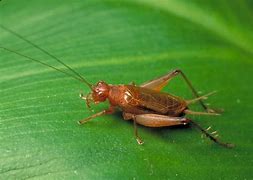 Image result for American Cricket Insect