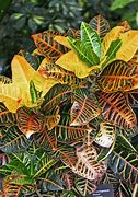 Image result for croton