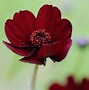 Image result for Cosmos Flower How to Plant