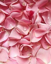 Image result for Pics of Pink