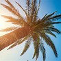 Image result for California Palm Tree Screensaver