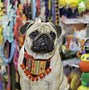 Image result for Chinese Pug Dogs