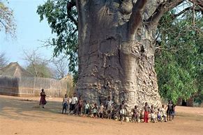 Image result for 6000 Year Old Baobab Tree
