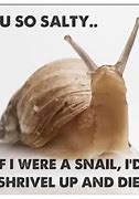 Image result for Snail Cat Meme