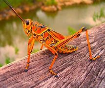 Image result for Bugs That Look Like Grasshoppers
