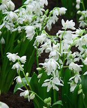 Image result for Scilla siberica Alba