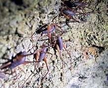 Image result for Cave Cricketds