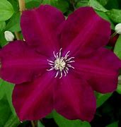 Image result for Clematis Rouge Cardinal