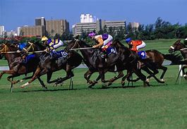Image result for South African Horse Racing