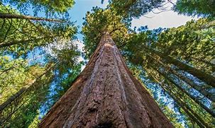 Image result for 2100 Trees