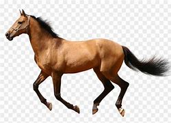 Image result for Stock Images of White Horse No Background
