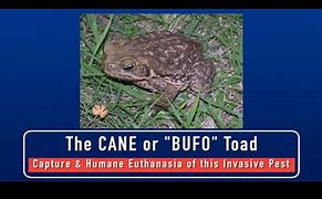Image result for Cane Toad Fart