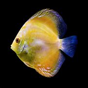 Image result for Tropical fish