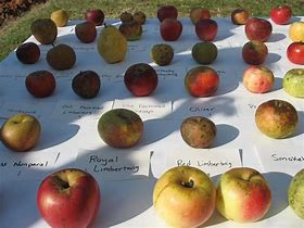 Image result for Best Eating Apple Varieties