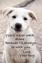 Image result for Cute Animal Inspirational Quotes