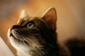 Image result for Cat with Mouth Open Side View