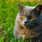 Image result for Android Cat Grey