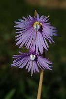 Image result for Soldanella alpina japonica