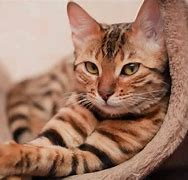Image result for Orange Bengal Cat