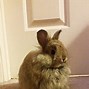 Image result for Cute Bunny Cartoon Memes
