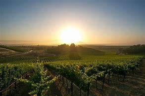 Image result for Field Stone Gewurztraminer Russian River Valley