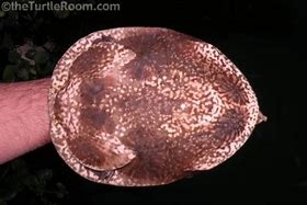 Image result for Cycloderma frenatum
