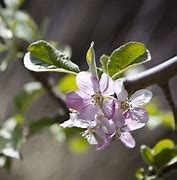 Image result for Pink Pearl Apple Tree