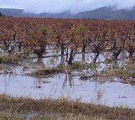 Image result for Flooded Vinyard Vines