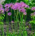 Image result for Allium Purple Sensation