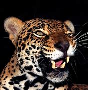 Image result for Amazing Animals