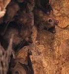 Image result for Fruit Bat Katherine NT