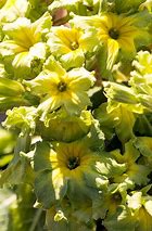 Image result for Primula all. Anna Griffith
