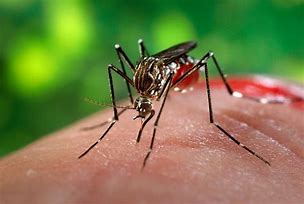 Image result for What Does Zika Virus Look Like