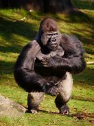 Image result for Old Silverback Gorilla