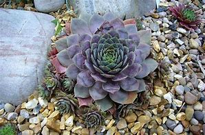 Image result for Sempervivum Red Chief