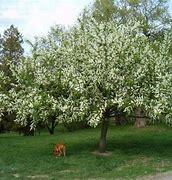 Image result for Prunus padus