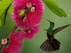 Image result for Chalybura Trochilidae