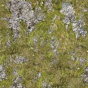 Image result for Moss Wall Texture Seamless
