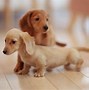 Image result for Cute Dogs Dachshund