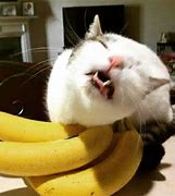 Image result for Banana Cat Happy