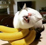 Image result for Cat in Banana Tree Meme
