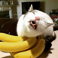 Image result for Cat and Banana Meme