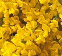 Image result for cytisus